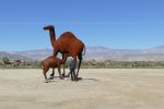 PICTURES/Borrega Springs Sculptures - Horses, Sheep & Camel/t_P1000338.JPG
